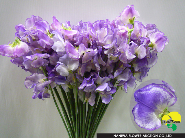 Lathyrus odoratus Blue Ripple.jpg